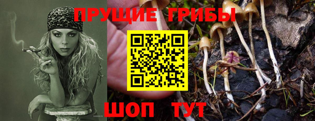 Псилоцибиновые грибы GOLDEN TEACHER  Галлюциногенные грибы прущие грибы  Узловая  Вход с VPN 